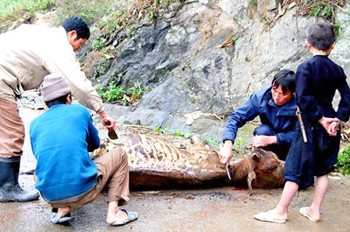 Residents slaughter a buffalo, which has recently died due to the extremely cold weather. So far, the cold weather has killed over 9,200 head of cattle from the northern and central regions (Photo: SGGP) Residents slaughter a buffalo, which has recently died due to the extremely cold weather. So far, the cold weather has killed over 9,200 head of cattle from the northern and central regions (Photo: SGGP)